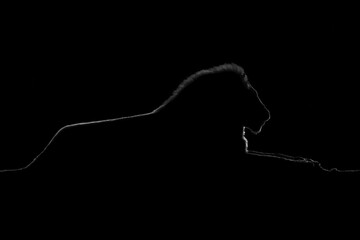 Mono golden silhouette of male lion lying