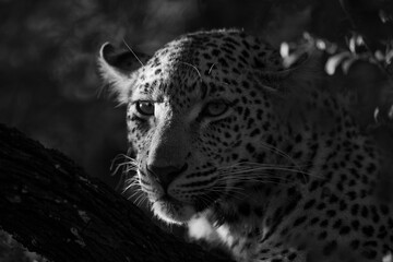 Mono close-up of side-lit leopard with catchlight