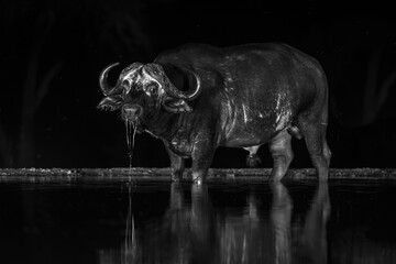 Mono Cape buffalo stands dribbling at night