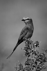 Mono lilac-breasted roller on bush turning head