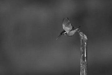 Mono malachite kingfisher flies down off post