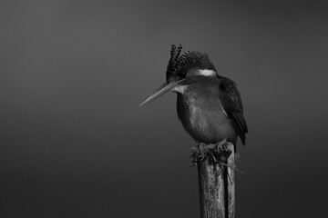 Mono malachite kingfisher on post tilting head