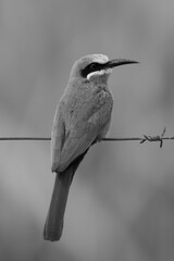 Mono white-fronted bee-eater watching camera from wire