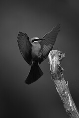 Mono white-fronted bee-eater flares wings while landing