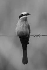 Mono white-fronted bee-eater turns head on wire