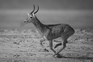 Mono puku with catchlight gallops over sand