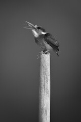 Mono malachite kingfisher tossing insect on post