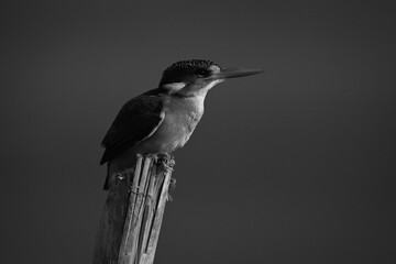 Mono malachite kingfisher on post looking upward