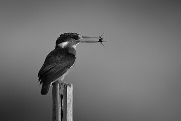 Mono malachite kingfisher on post holding insect