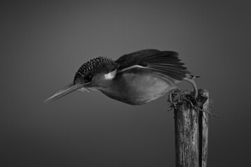 Mono malachite kingfisher dives horizontally off post