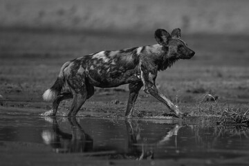 Mono African wild dog crosses sunlit river