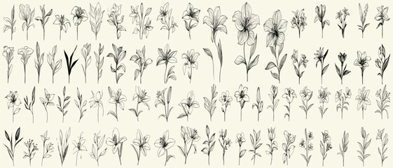Hand drawn botanical floral branch, minimalist black line art lilies for modern wedding branding, trendy greenery, feminine herbs for decor, elegant wedding invitations, modern wedding decor