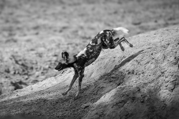 Mono African wild dog jumps down slope