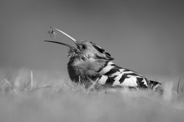 Mono African hoopoe on grass tossing spider