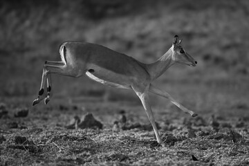 Mono impala runs across savanna in sunshine