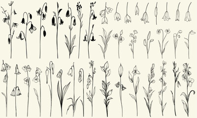 Feminine botanical floral branch with hand-drawn greenery, trendy bluebell flowers for wedding invitations, minimalist black line art collection for event branding, wedding decor, floral designs