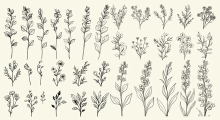 Veronica flowers in intricate black line art for chic wedding logos, personalized stationery, trendy greenery, luxury branding, feminine botanical branch, modern wedding invitations, wedding herbs