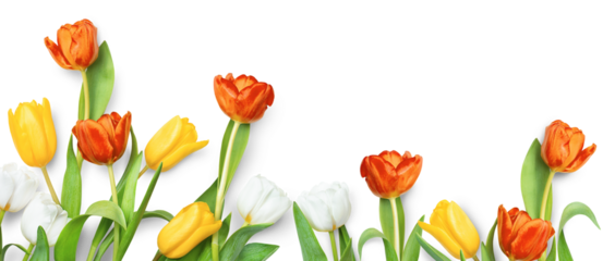 composition of tulips on white isolated background
