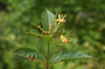 Diervilla lonicera northern bush honeysuckle yellow flowers