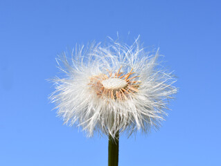 Obraz premium coltsfoot plant tussilago farfara fluffy seed ball on blue background