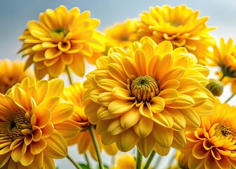Fototapeta premium Panoramic Yellow Flowers White Background AI Photo