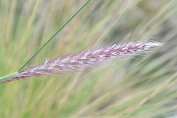 Foxtail fountain grass Cenchrus alopecuroides flower