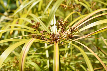 Papyrus Cyperus alternifolius flowering grass plant