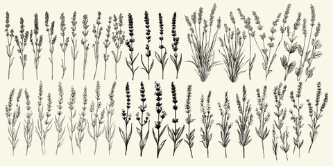 Feminine botanical wild lavender line art, perfect for chic wedding logos, modern invitations, eco-conscious branding, boho-themed decor, and floral stationery, greenery design