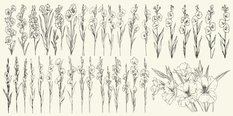 Chic decor, luxury branding, hand-drawn gladiolus flowers, botanical floral branch, elegant wedding stationery, trendy greenery for high-end invitations and logos, floral design, luxury wedding.