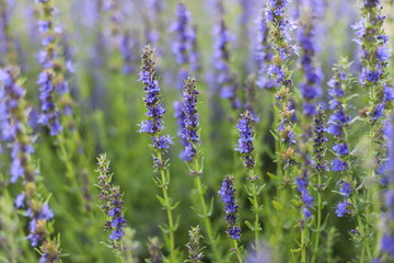 Hyssopus officinalis known as hyssop, blue flowers in garden.