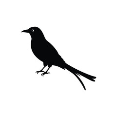 Download Drongo Bird Silhouette Vector – Crisp & Clean Design.