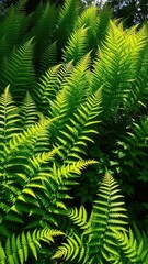 Lush green fern thicket with sunlight filtering through, vegetation, light