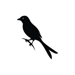 Download Drongo Bird Silhouette Vector – Crisp & Clean Design.