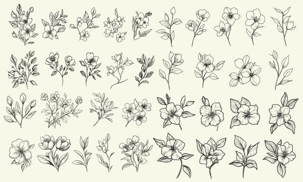 Black line art of jasmine flowers for wedding decor and logos, trendy botanical floral branch for stationery, hand drawn wedding herbs, greenery collection for invitations, floral design