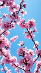 Obraz premium Pink blossoms against a clear blue sky with sunlight filtering through, clear, blue, gentle