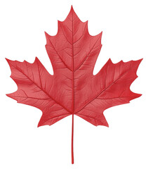 Close Up Red Maple Leaf on Transparent Background Representing Canada National Symbol
