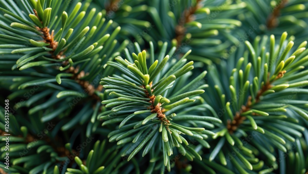 Poster close-up of evergreen conifer needles with sharp green foliage and brown accents on stems suitable f