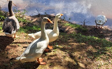 Alguns gansos ao lado do lago