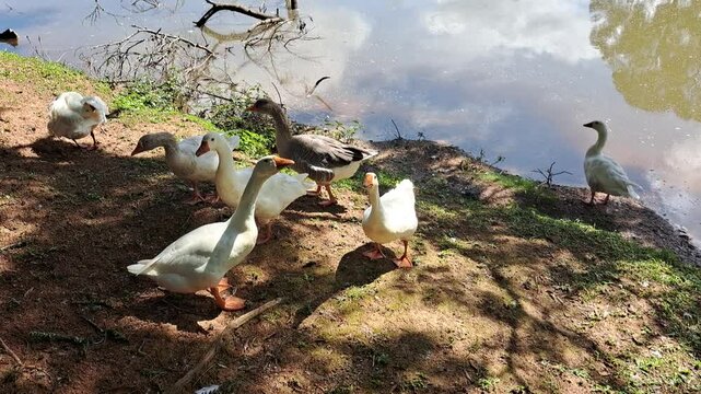 Alguns gansos ao lado do lago