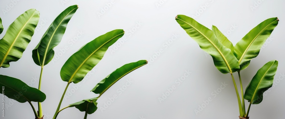 Poster tropical green banana leaves on a neutral background with copy space for text placement