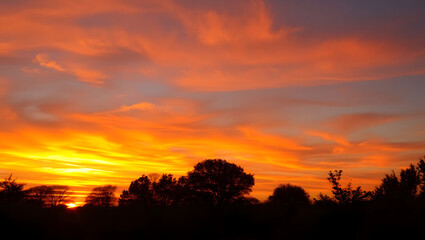 Obraz premium Fiery Sunset Silhouette: A breathtaking sunset paints the sky in vibrant hues of orange and crimson, silhouetting a line of trees against the dramatic spectacle.