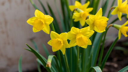 Obraz premium Golden Daffodils in Bloom: A cluster of vibrant yellow daffodils, their petals glistening with morning dew, stand tall against a backdrop of lush green foliage.