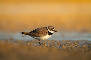 Shorebird Charadrius dubius, Little Ringed Plover on blurred background summer time Poland Europe