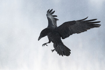 beautiful Common raven Corvus corax flying black bird North Poland Europe winter time snowy meadow