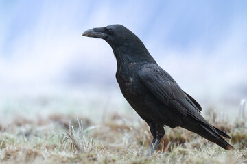 beautiful Common raven Corvus corax flying black bird North Poland Europe winter time snowy meadow