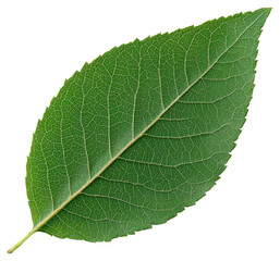 Fototapeta premium Isolated Green Leaf Close Up on Transparent Background With Intricate Vein Details