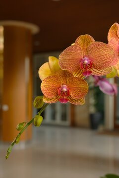 Phalaenopsis, doritaenopsis, mouth orchid, orange orchid flowers in room. Bunga Anggrek