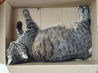 Return to sender - A cat lies in a box