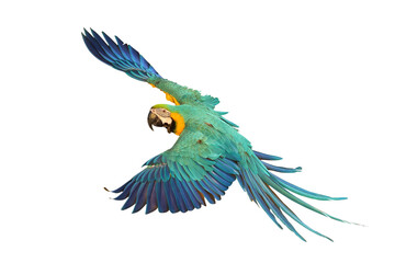 Colorful flying Blue and Gold Macaw parrot isolated on transparent background png file	