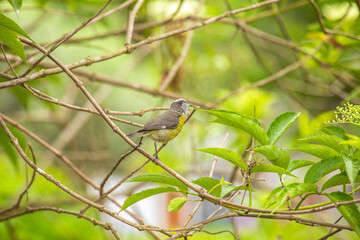 Coereba flaveola mielero comun little black gray and yellow bird in Lima Peru perching